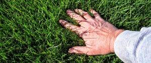 Hand touching lush, healthy grass after lawn care treatment.