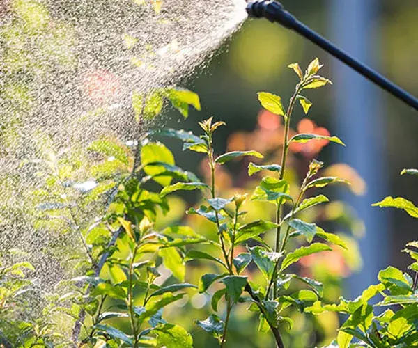 Armyworm-Control-Service