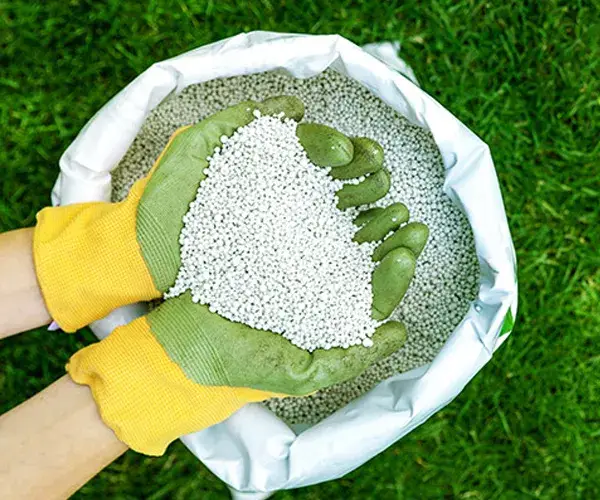 Armyworm-Infestation-With-Our-Lawn-Care-Services