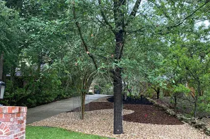 clc-tx: Landscape-Light-Tree-Canopies