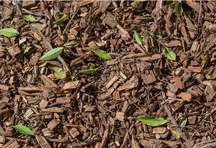 clc-tx: Mulch Installation Standard Hardwood Mulch