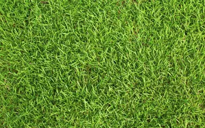 clc-tx: Sod-Installation-Bermuda Grass