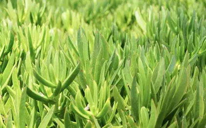 clc-tx: Sod-Installation-St. Augustine Grass