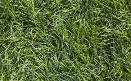 clc-tx: Sod-Installation-Zoysia