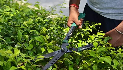 clc-tx: Plant trimming