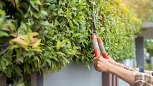 Top 9 Tree Maintenance Tips For Texas Homeowners