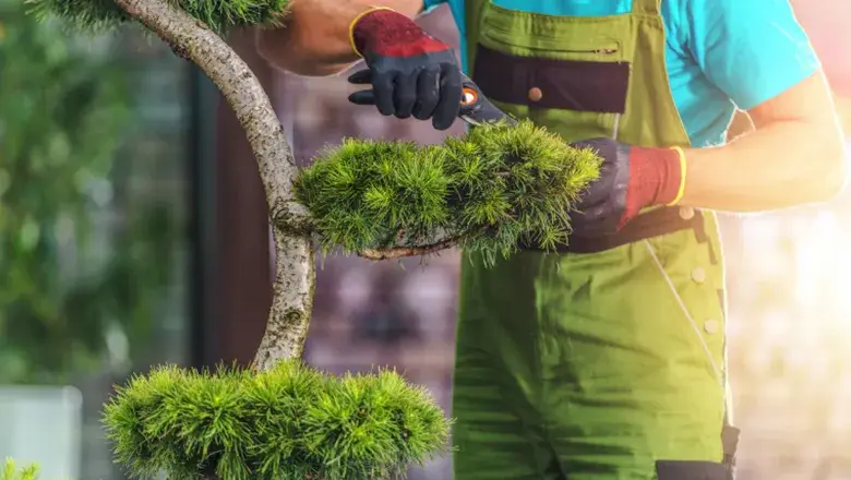 Various-Mistakes-You-Should-Avoid-In-Tree-Maintenance