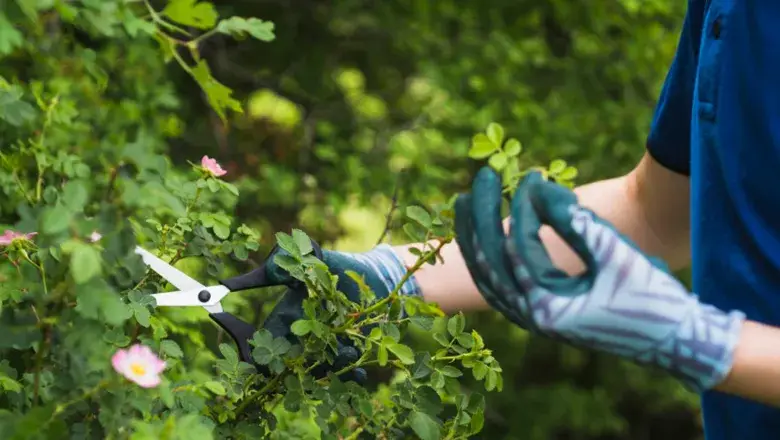 Why-Tree-Maintenance-For-Texas-Homeowners-is-Important